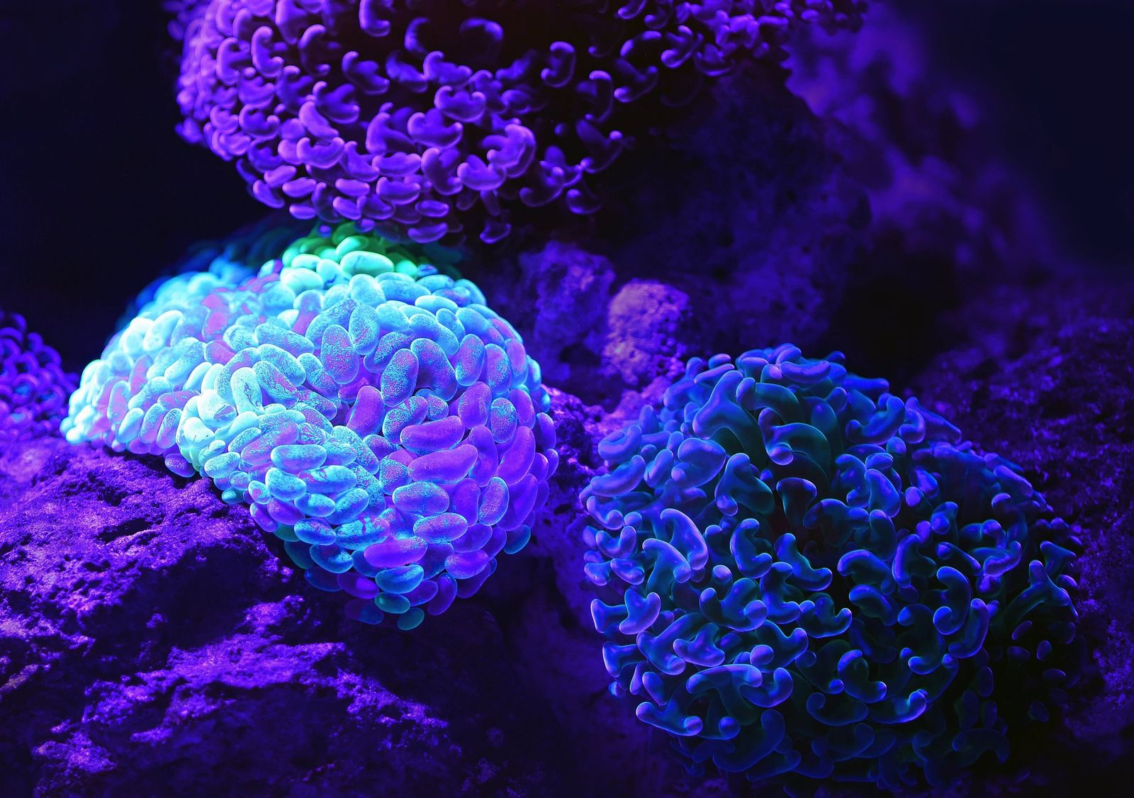 Coral macro photo used as the project illustration